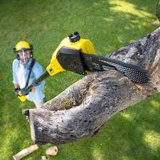 Best Tree Preservation Services  in Florence Graham, CA