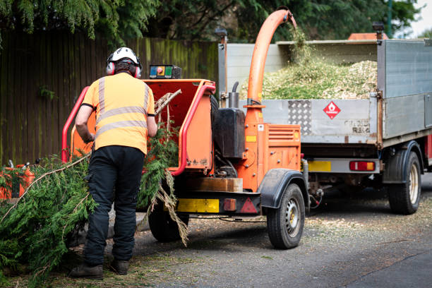 Best Root Management and Removal  in Florence Graham, CA