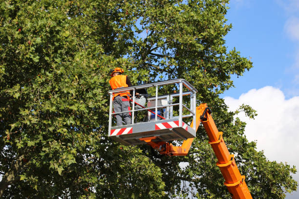 Best Fruit Tree Pruning  in Florence Graham, CA