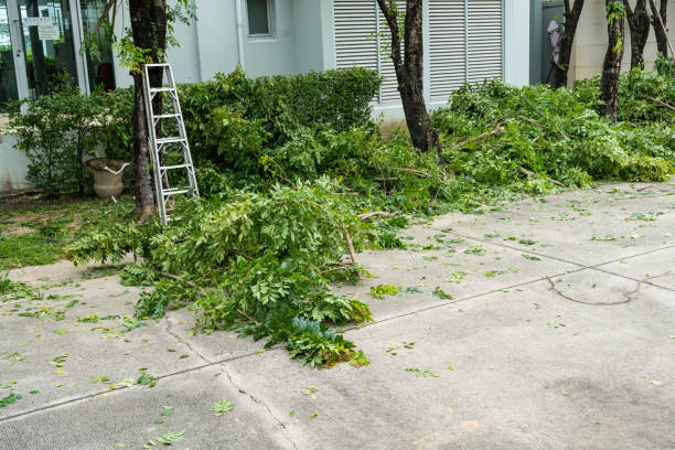 How Our Tree Care Process Works  in  Florence Graham, CA