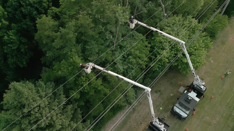 Professional Tree Care Services in Florence Graham, CA