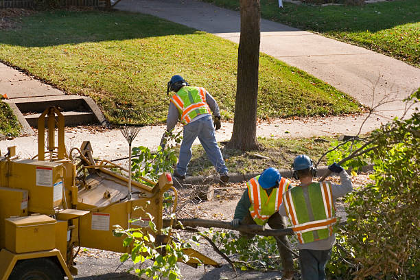 Best Palm Tree Trimming  in Florence Graham, CA