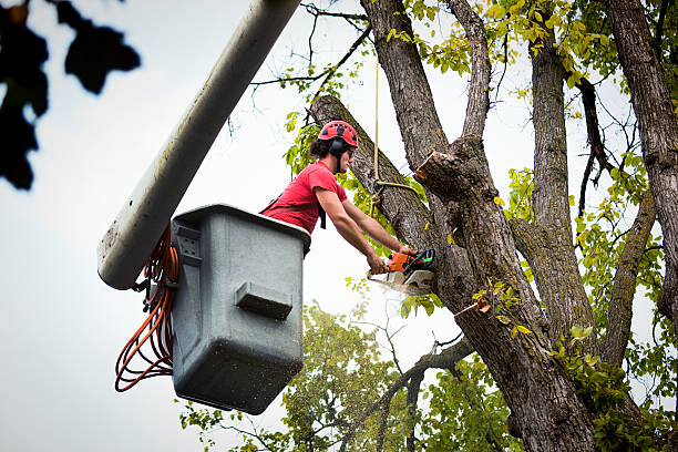 Best Tree Disease Treatment  in Florence Graham, CA