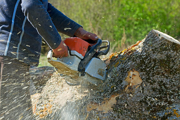 Best Hazardous Tree Removal  in Florence Graham, CA